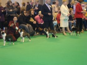 Crufts  10 3.JPG