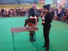 Crufts 09.JPG