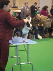 Crufts 10 2.JPG